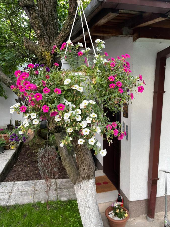 Apartments Music, Garden And Free Parking SJJ Exterior foto